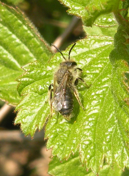 Ipotesi senza pretese: Andrena sp